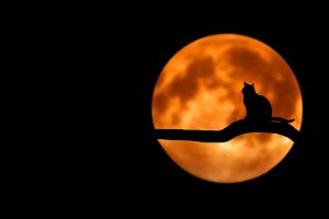 Best Gifts for Black Cat Lovers